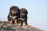 DOGUE DU TIBET 429